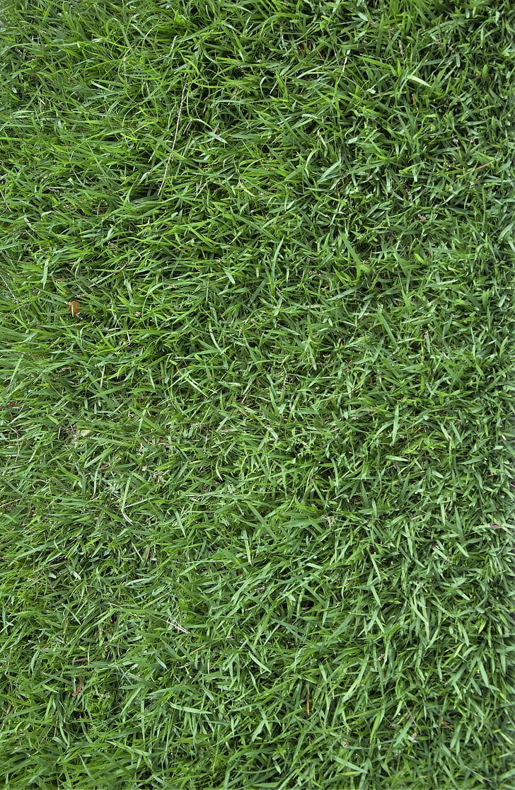 Detail Backgroun Rumput Nomer 54