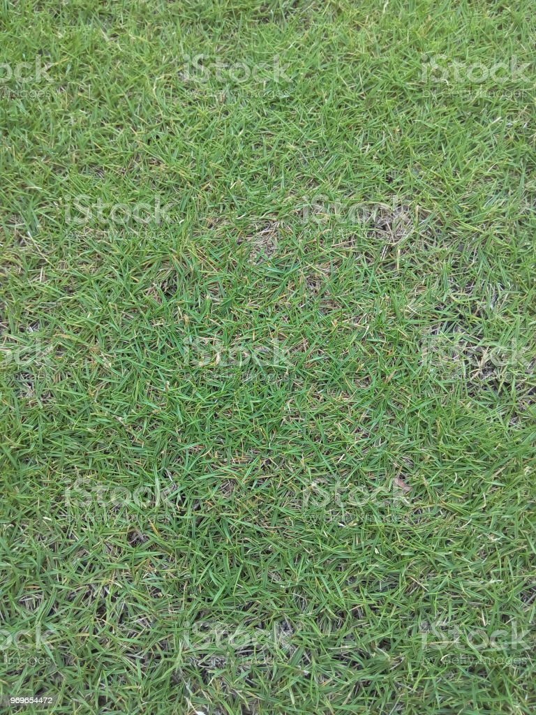 Detail Backgroun Rumput Nomer 55