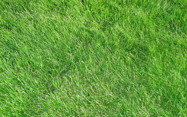 Detail Backgroun Rumput Nomer 7