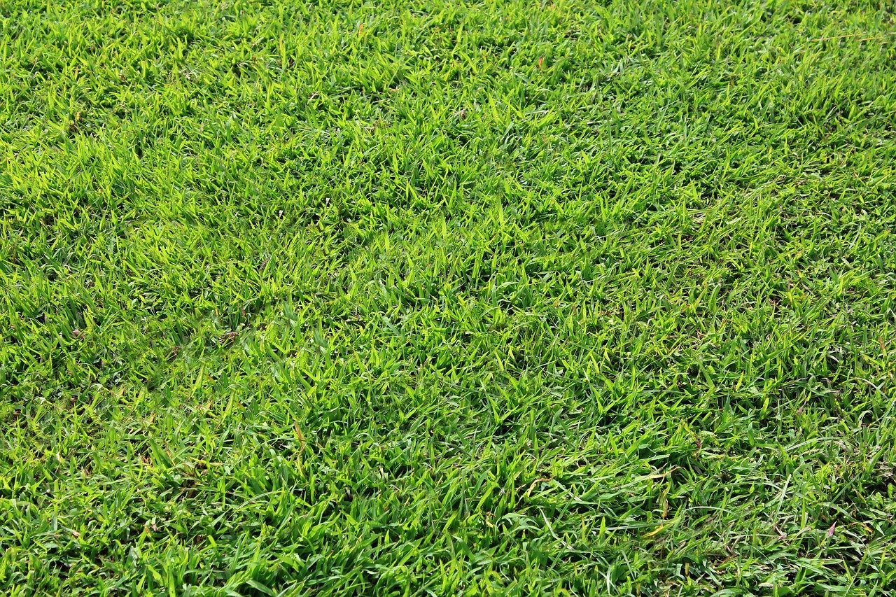 Detail Backgroun Rumput Nomer 9