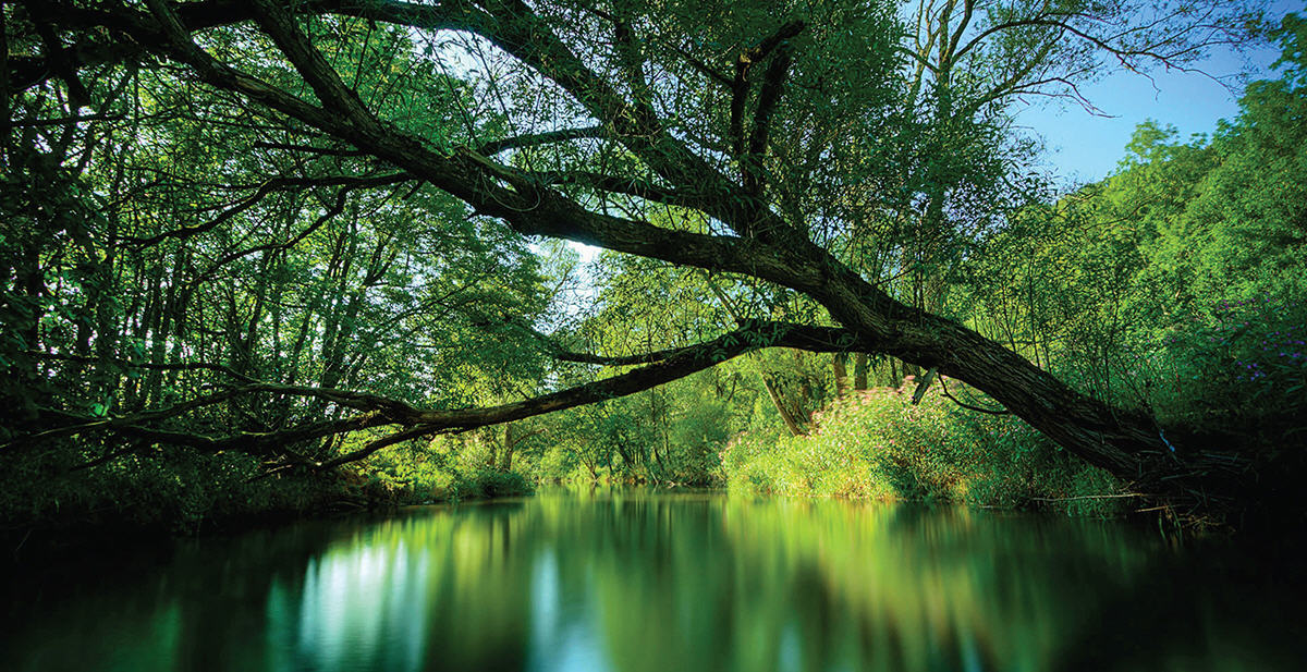 Detail Wallpaper Alam Hijau,Natural Landscape,Nature,Tree,Reflection