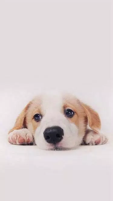 Detail Background Anjing Nomer 31