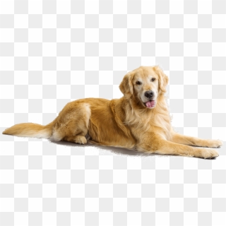 Detail Background Anjing Nomer 6
