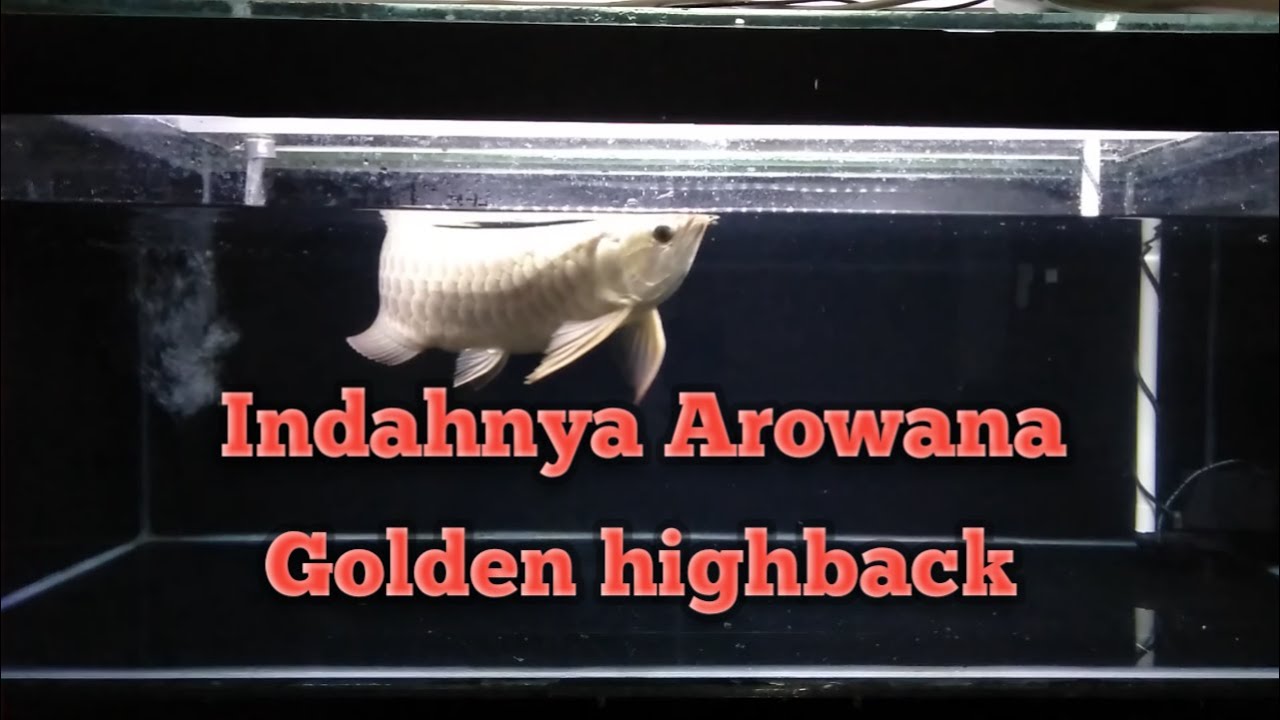 Detail Background Aquarium Arwana Golden Red Nomer 3