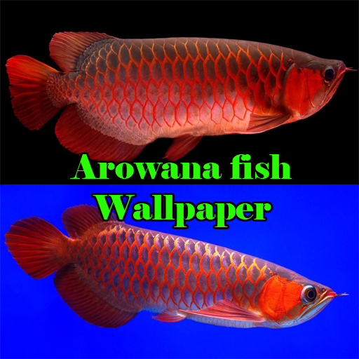 Detail Background Aquarium Arwana Golden Red Nomer 27