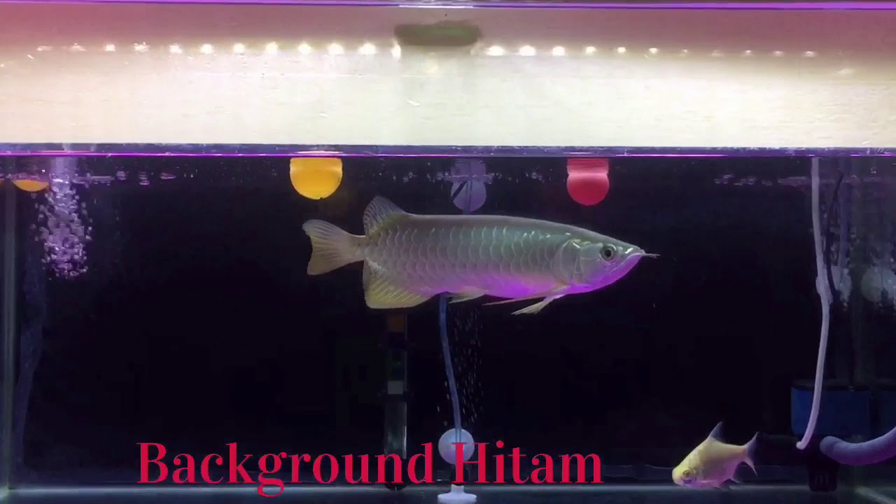 Detail Background Aquarium Arwana Golden Red Nomer 4