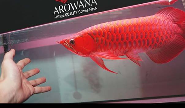 Detail Background Aquarium Arwana Golden Red Nomer 34