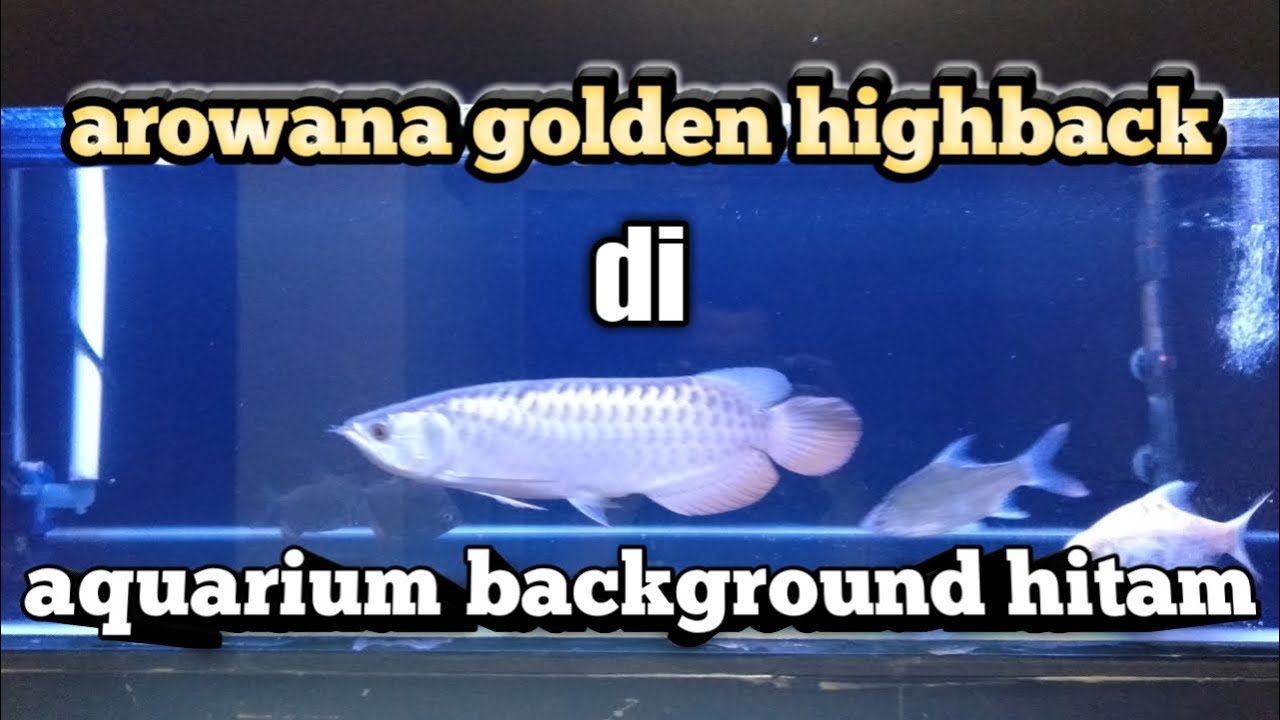 Detail Background Aquarium Arwana Golden Red Nomer 6