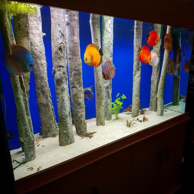 Detail Background Aquarium Bagusnya Warna Apa Nomer 34