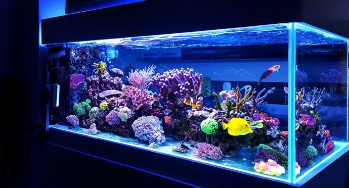 Detail Background Aquarium Bagusnya Warna Apa Nomer 41