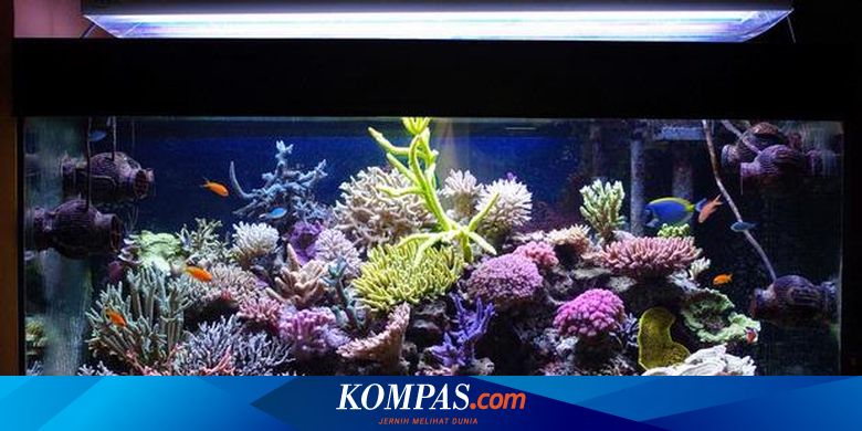 Detail Background Aquarium Bagusnya Warna Apa Nomer 47