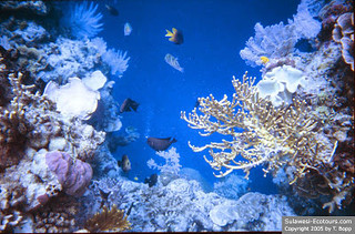 Detail Background Aquarium Batu Alam Nomer 13