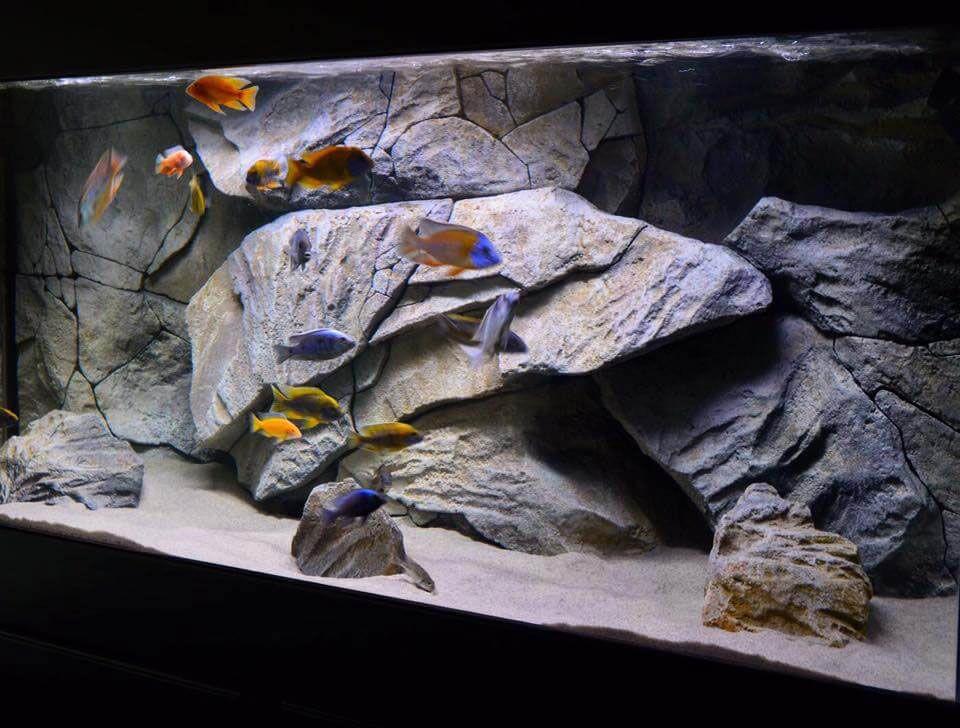 Detail Background Aquarium Batu Alam Nomer 36