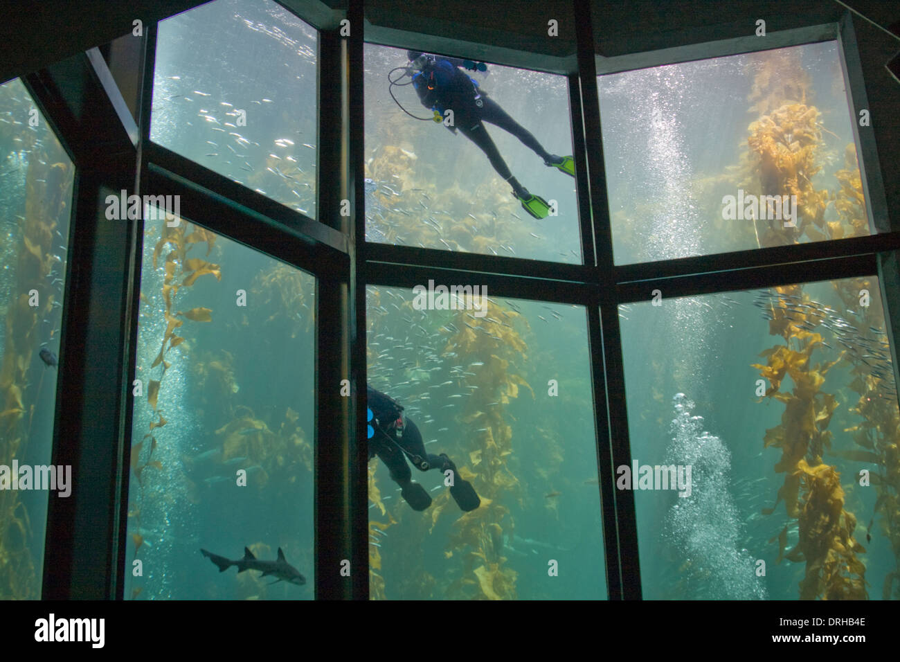 Detail Background Aquarium Batu Alam Nomer 42