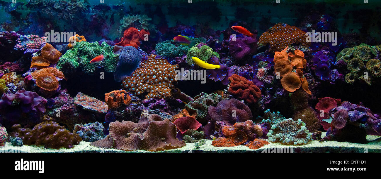 Detail Background Aquarium Batu Alam Nomer 44