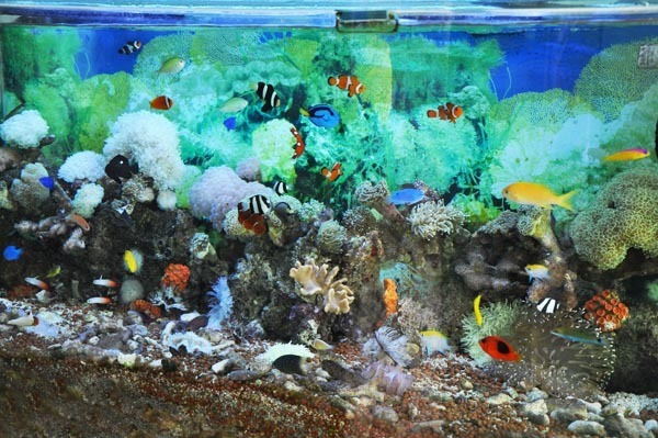 Detail Background Aquarium Batu Alam Nomer 52