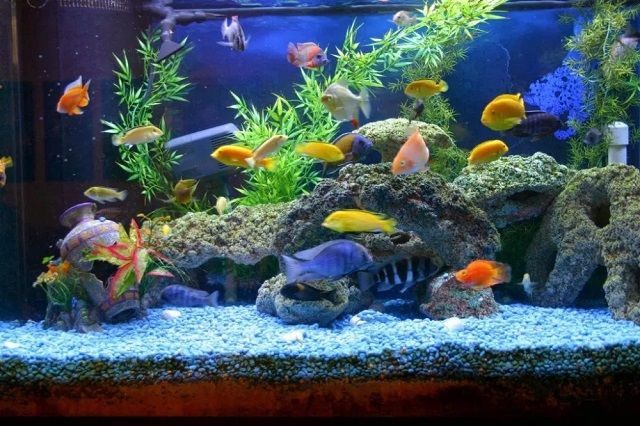 Detail Background Aquarium Batu Alam Nomer 54