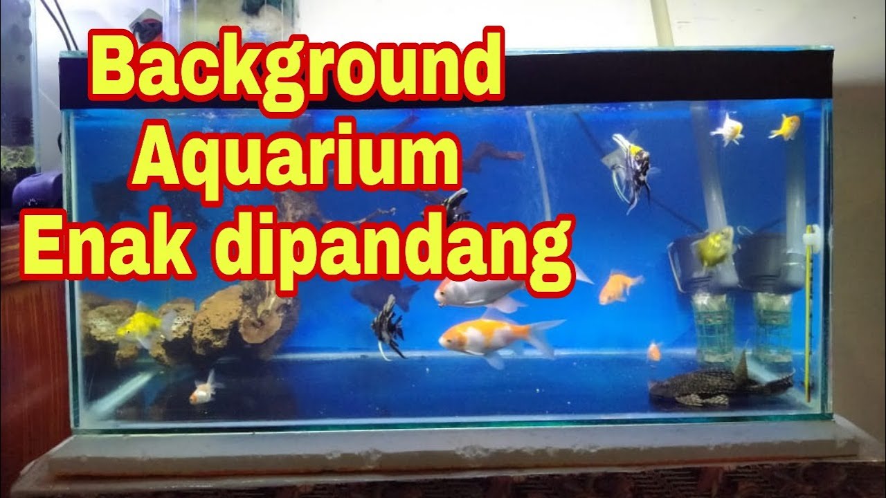 Detail Background Aquarium Biru Nomer 3
