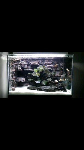 Detail Background Aquarium Dari Styrofoam Nomer 48