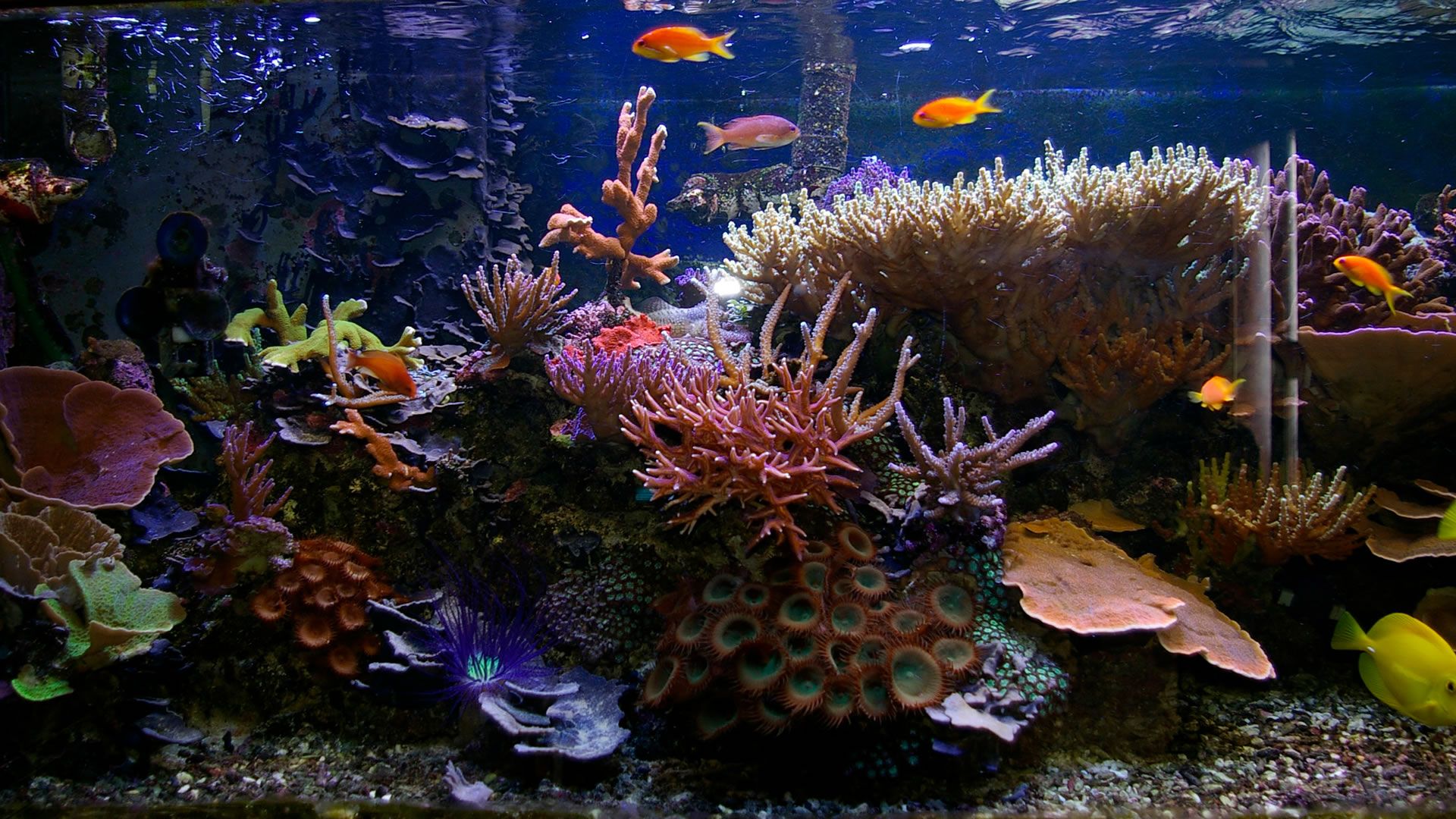 Detail Background Aquarium Hd Nomer 44