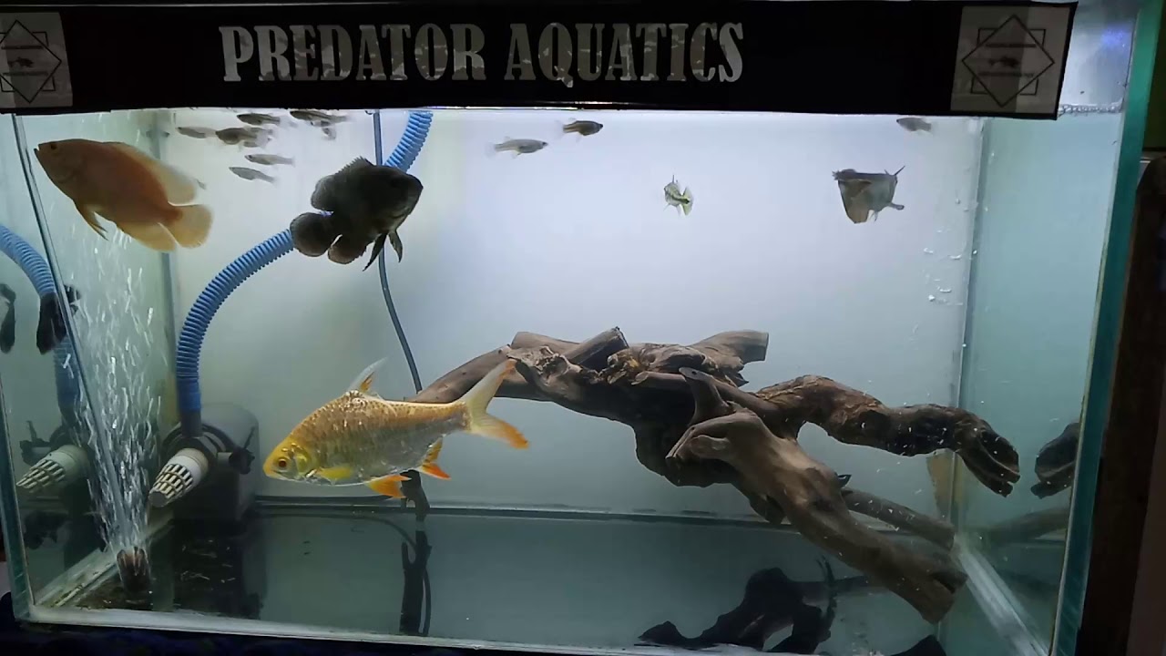 Detail Background Aquarium Ikan Predator Nomer 13