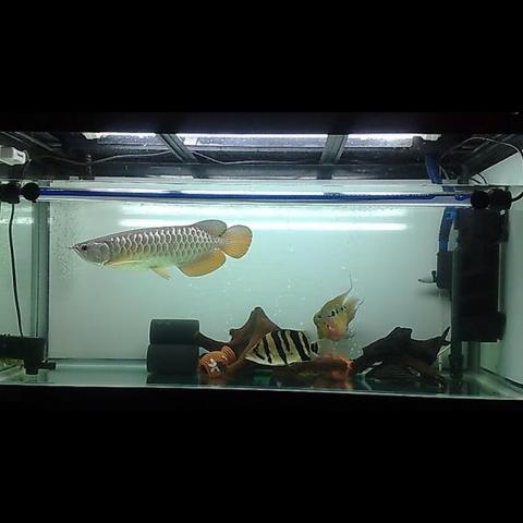 Detail Background Aquarium Ikan Predator Nomer 20