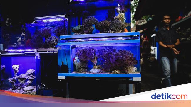 Detail Background Aquarium Ikan Predator Nomer 22