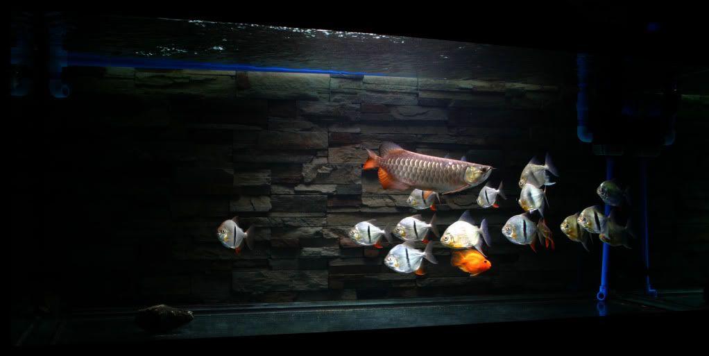 Detail Background Aquarium Ikan Predator Nomer 26