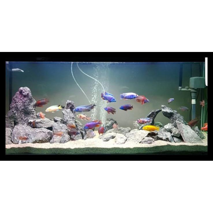 Detail Background Aquarium Ikan Predator Nomer 27