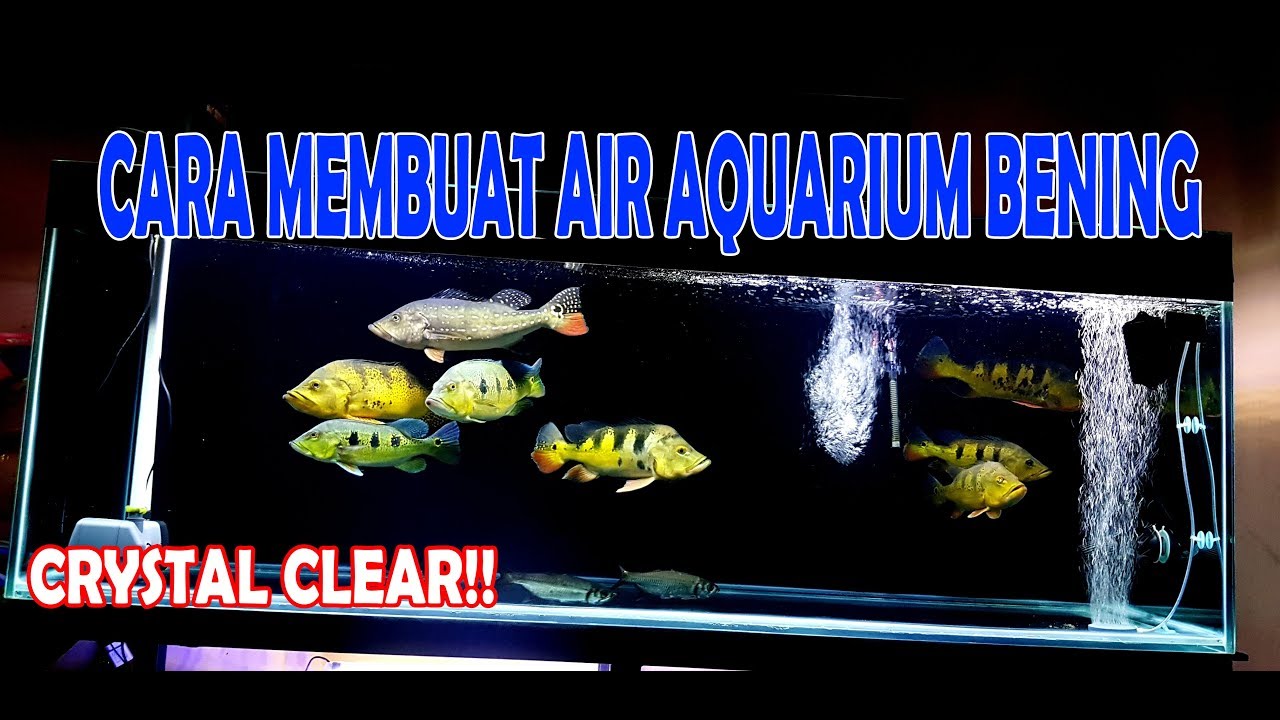 Detail Background Aquarium Ikan Predator Nomer 55