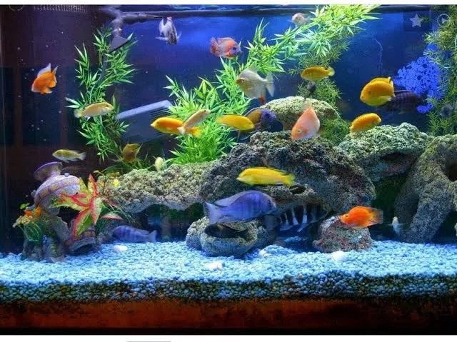 Detail Background Aquarium Keren Nomer 19