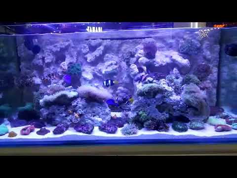 Detail Background Aquarium Laut Nomer 20