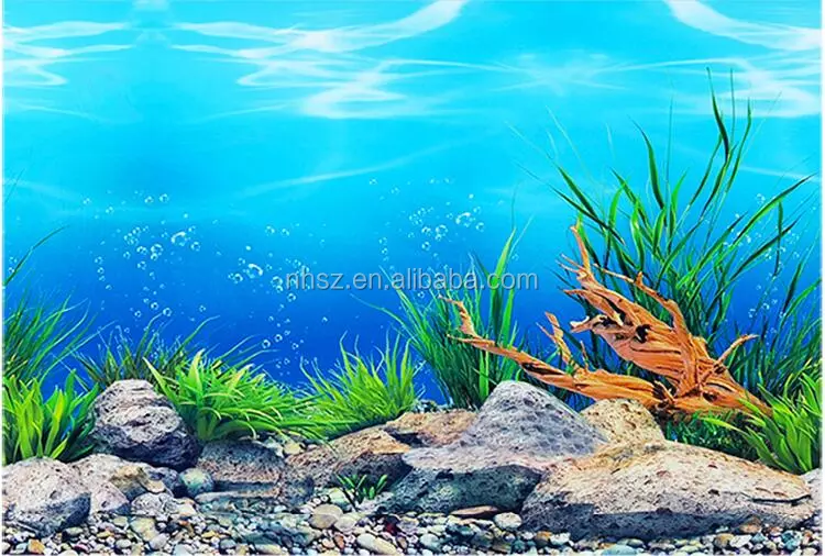 Detail Background Aquarium Laut Nomer 4