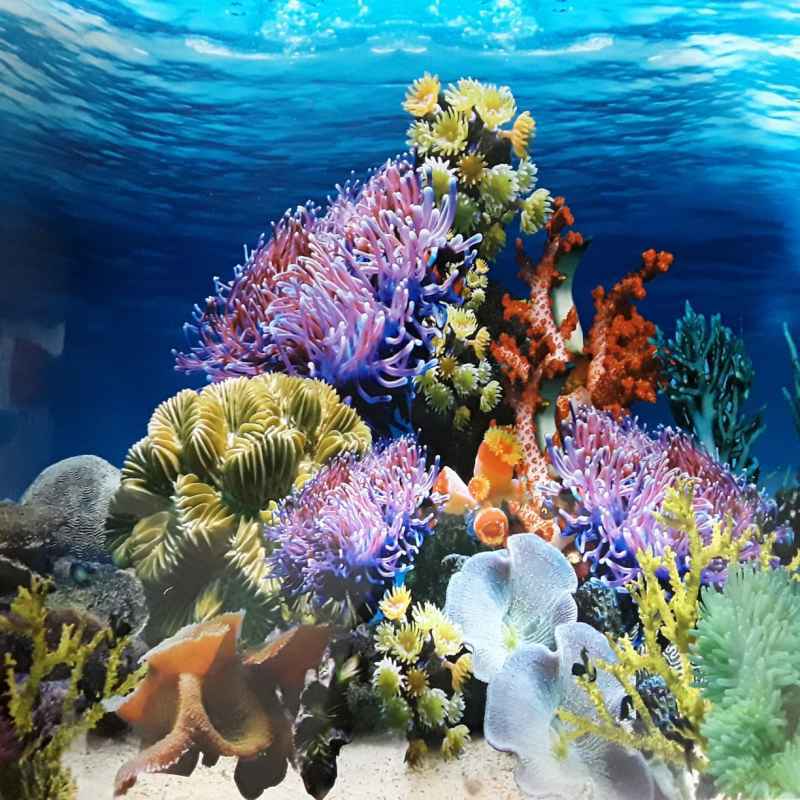 Detail Background Aquarium Laut Nomer 32