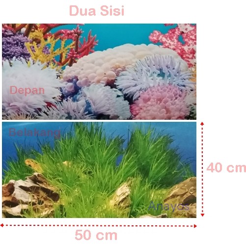 Detail Background Aquarium Laut Nomer 34