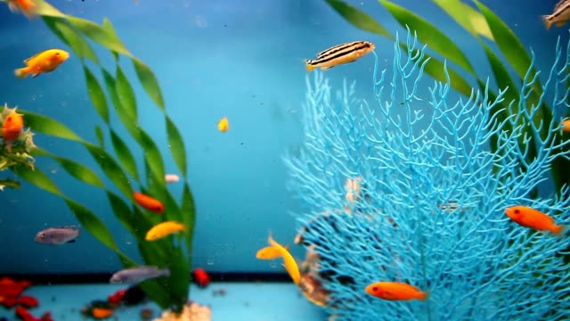 Detail Background Aquarium Laut Nomer 41