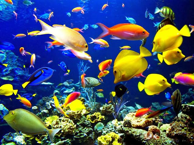 Detail Background Aquarium Laut Nomer 45