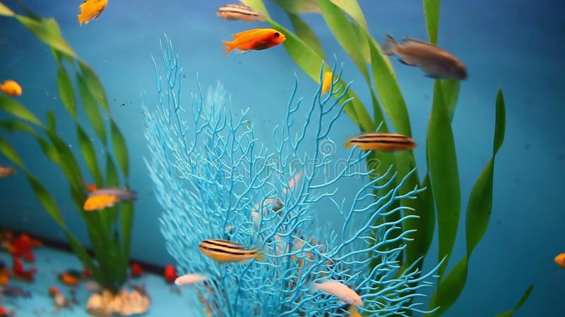 Detail Background Aquarium Laut Nomer 52