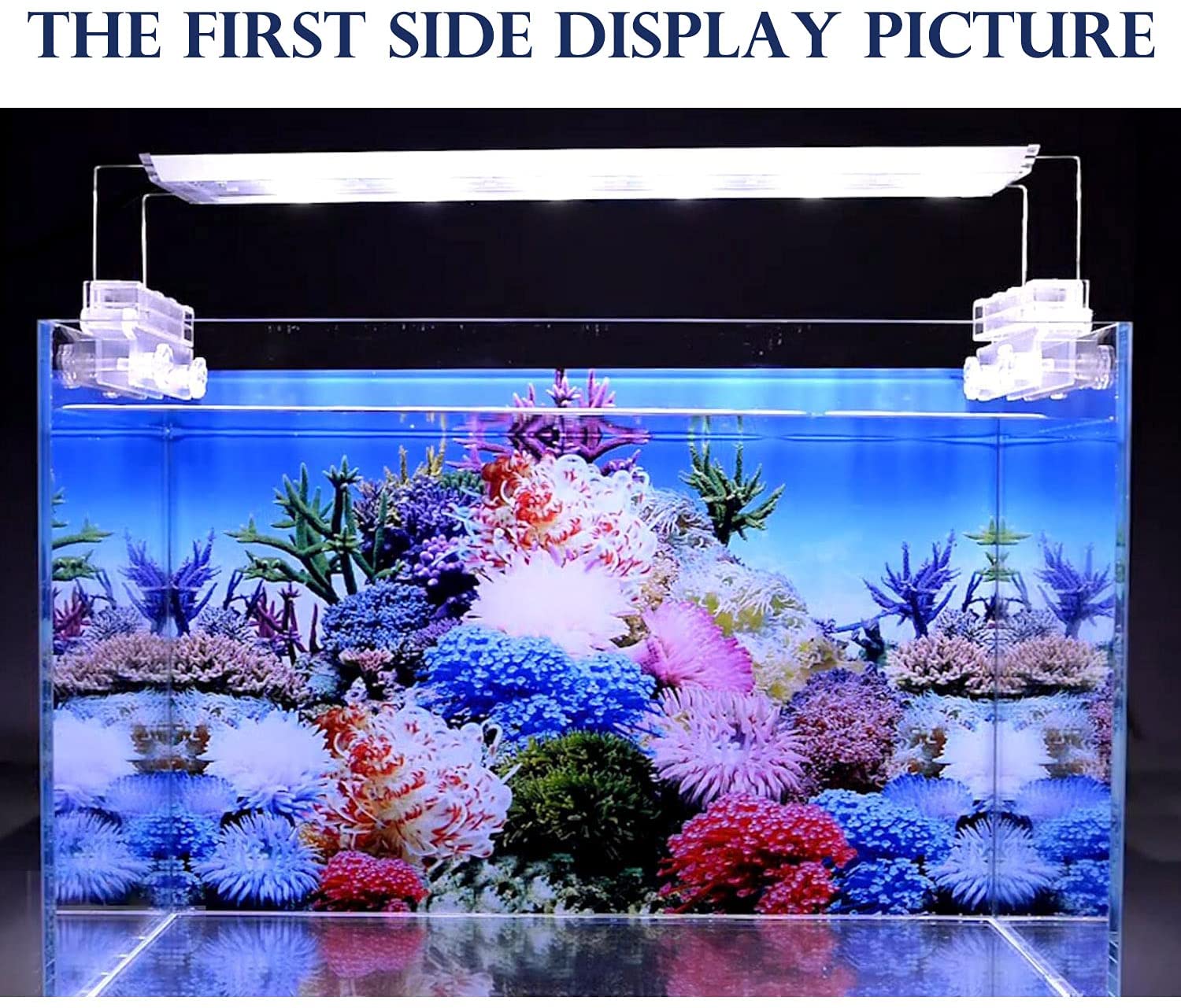 Detail Background Aquarium Laut Nomer 55