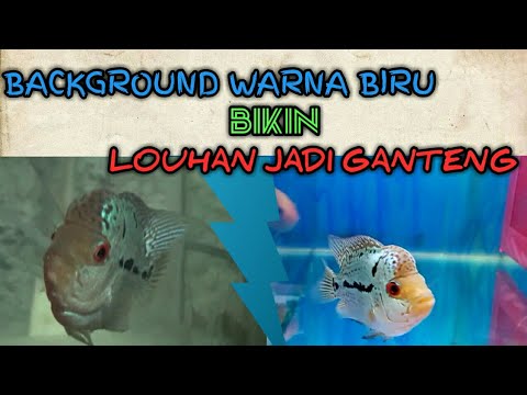 Detail Background Aquarium Louhan Nomer 2