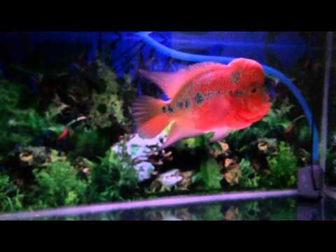 Detail Background Aquarium Louhan Nomer 14