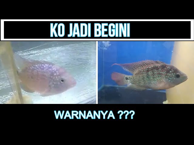 Detail Background Aquarium Louhan Nomer 30