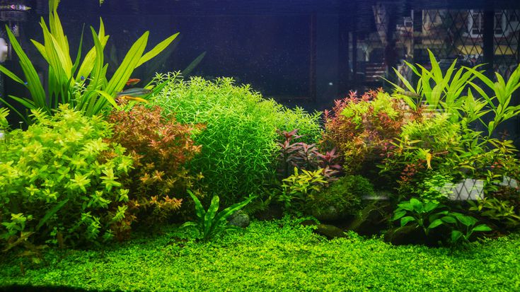 Detail Background Aquarium Plants Nomer 9