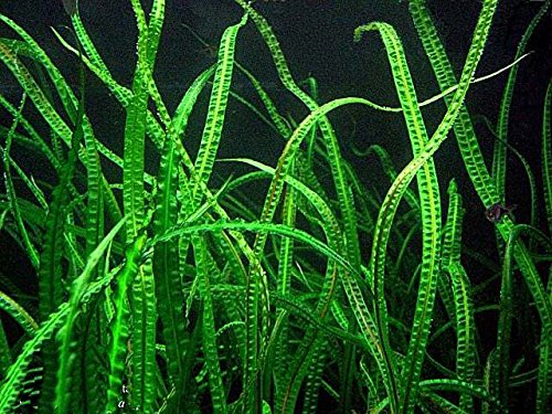 Detail Background Aquarium Plants Nomer 16