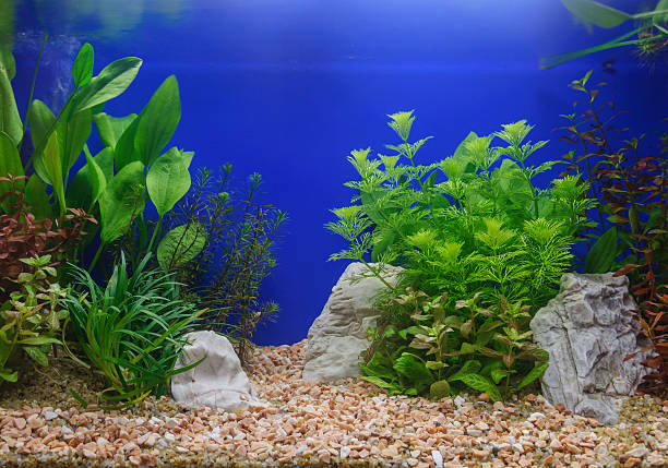 Detail Background Aquarium Plants Nomer 21