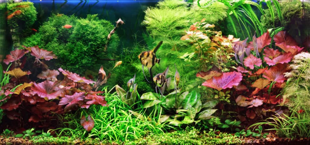 Detail Background Aquarium Plants Nomer 50