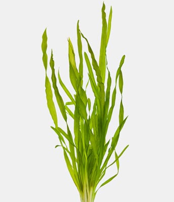 Detail Background Aquarium Plants Nomer 5