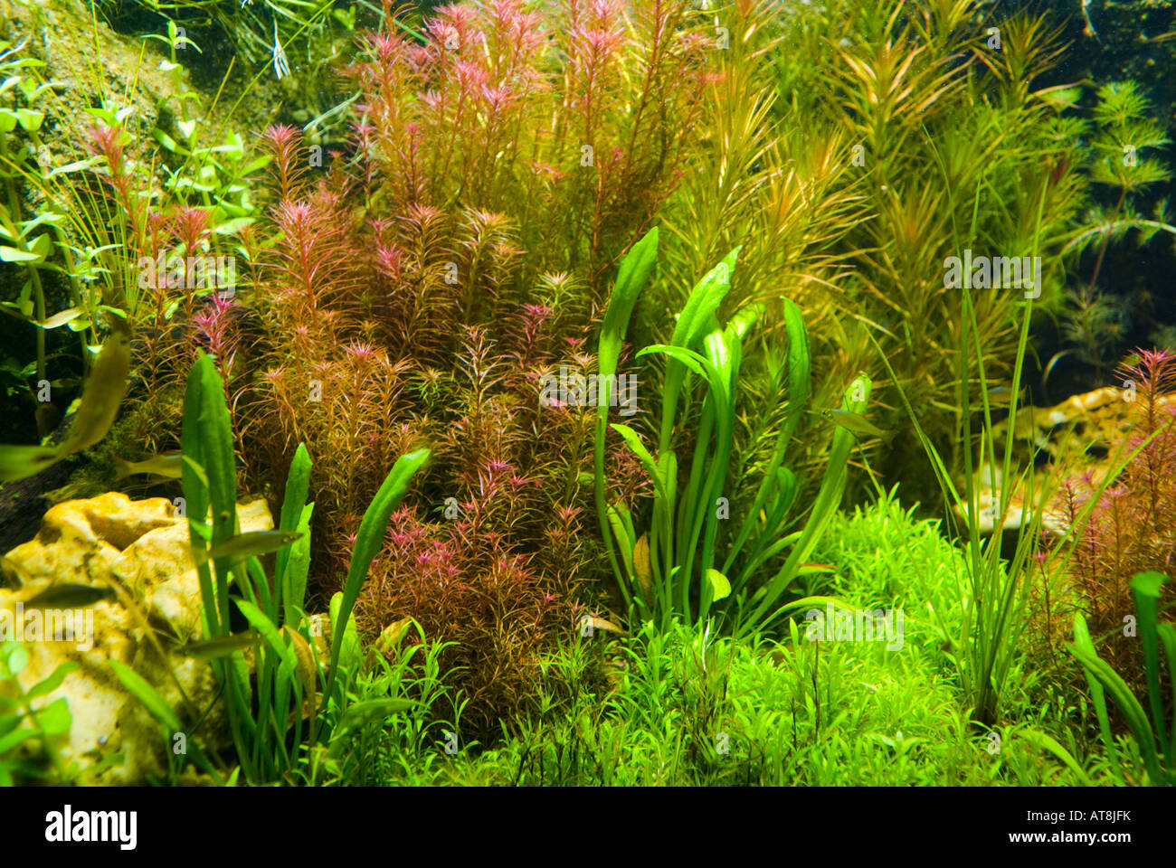 Detail Background Aquarium Plants Nomer 6