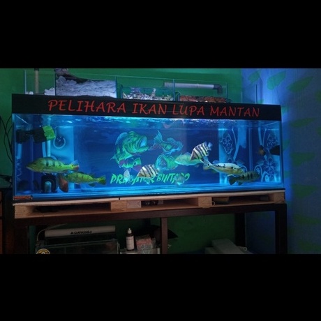 Detail Background Aquarium Predator Nomer 15