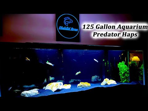 Detail Background Aquarium Predator Nomer 18